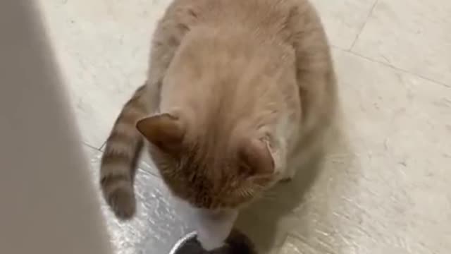 Hungry kitty