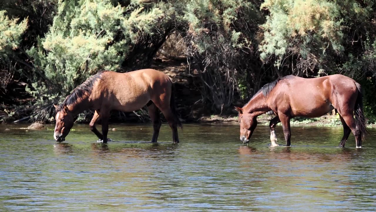 Wild Horses