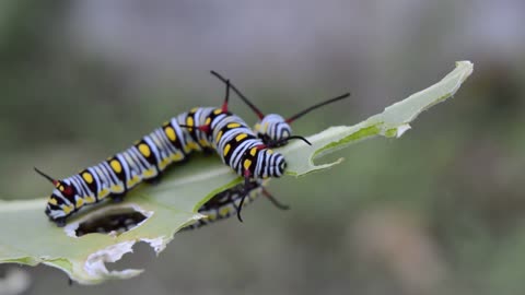 Caterpillar eating leaf