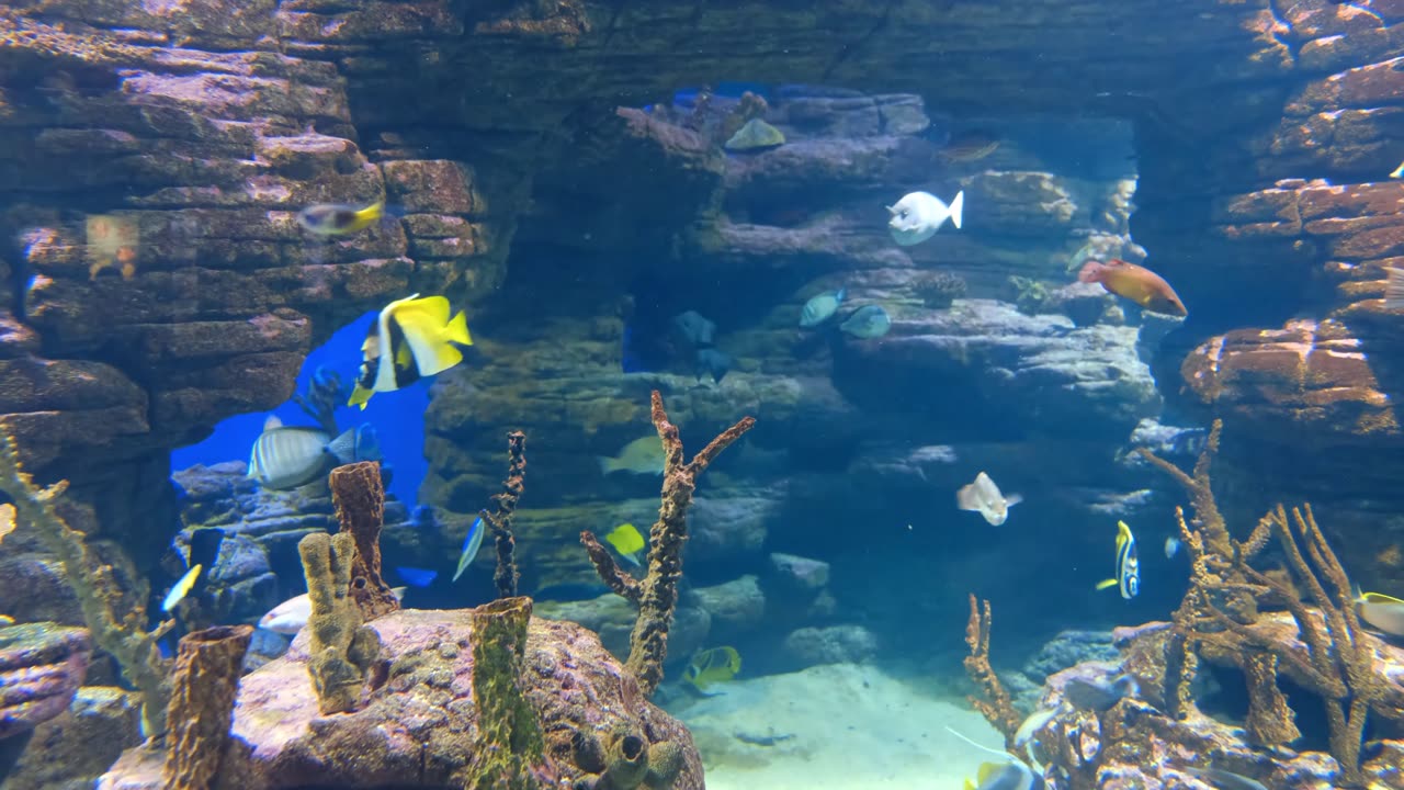 4k Fish Video