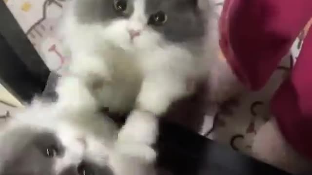 Funny cat