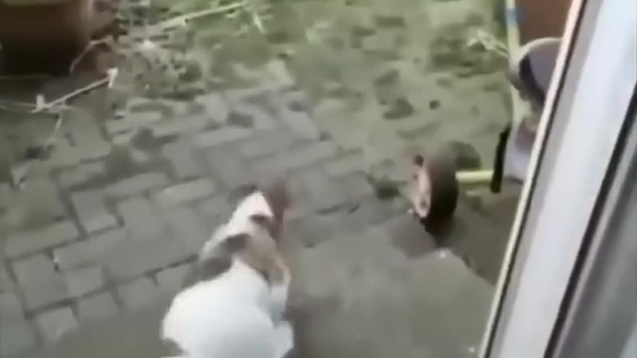 Animal funny video viral || Cute pet animal
