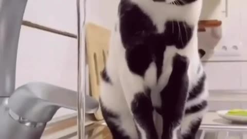 Cats love #cats funny moments