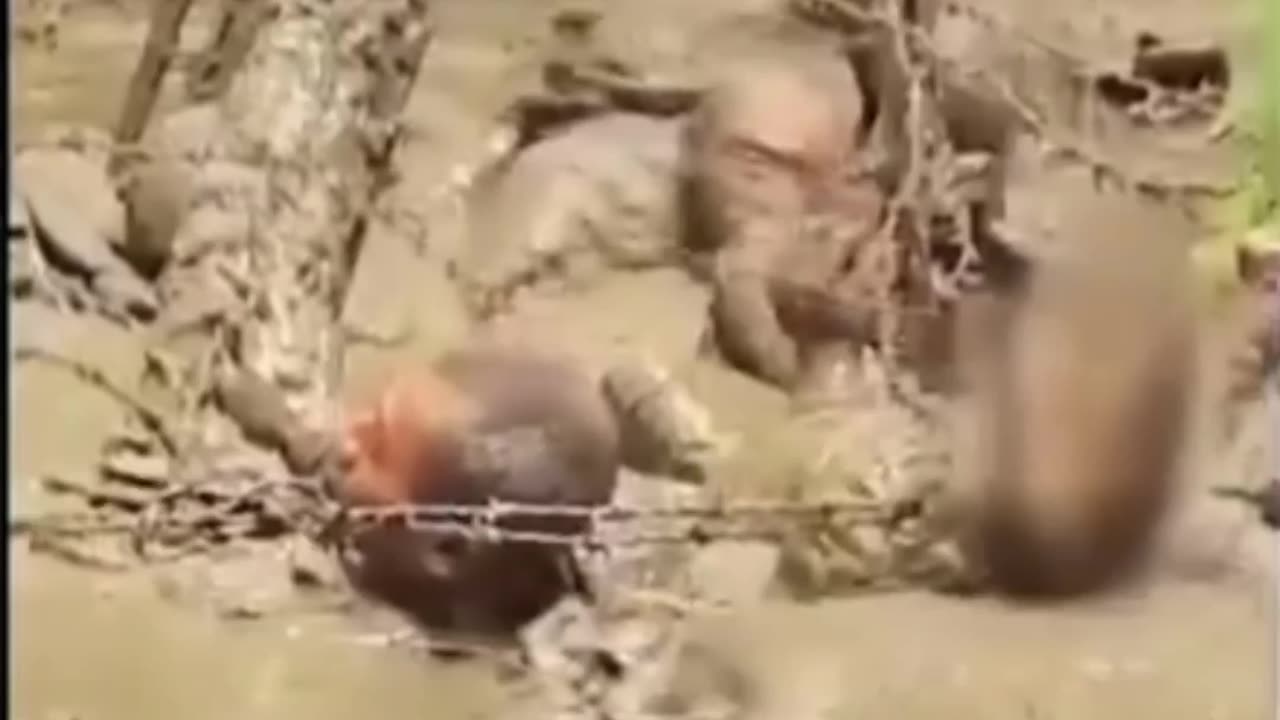 French Foreign Legion Training