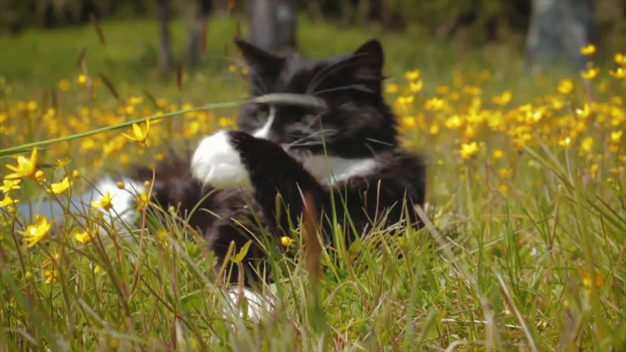 Cute Kitten Playing in Field in Slow Motion