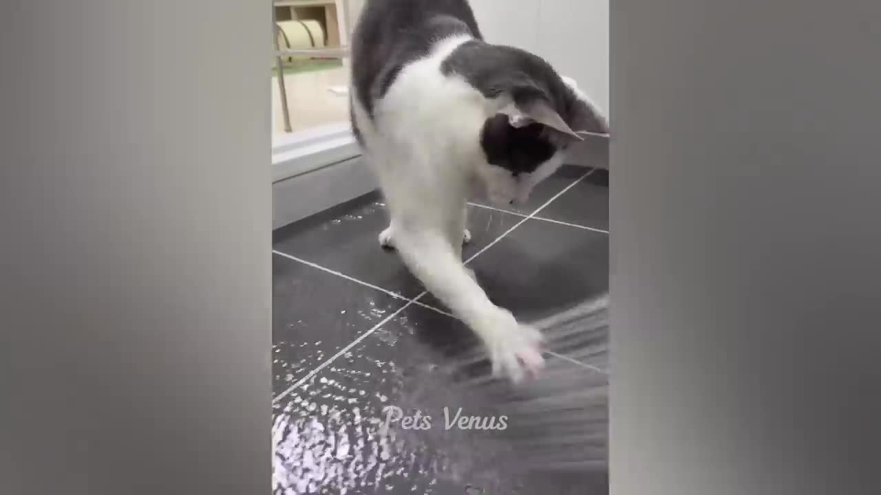 New Funny Animals 😄 Funniest Cats and Dogs 2023 😻🐶 fun network of lovely