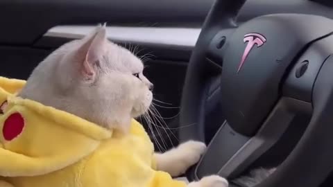 Cat driving🐱