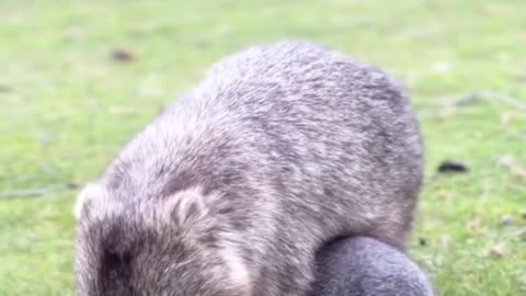 Wombat mommy and her baby