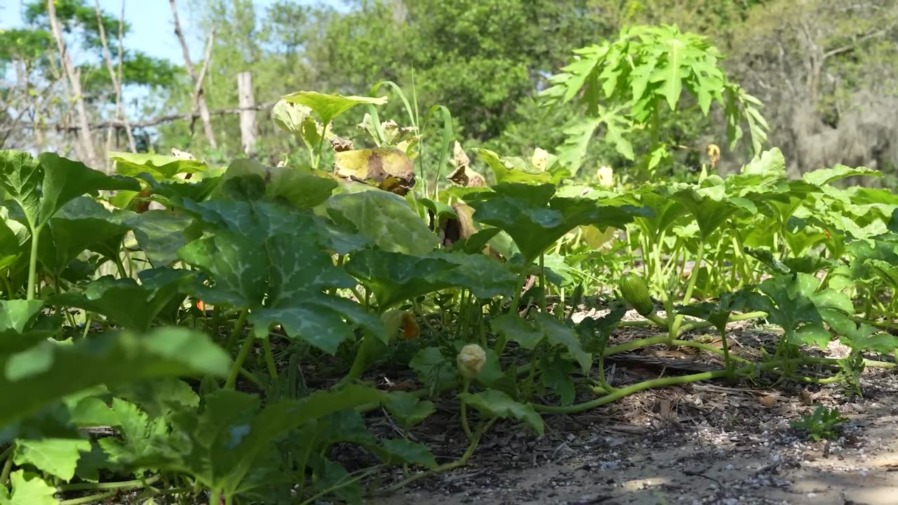 30+ Survival Foods to Grow to Live on Your Garden (in Florida)