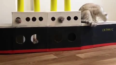 Funniest animal video😇 funny pets😇 funny cats and dogs video😇 #trending