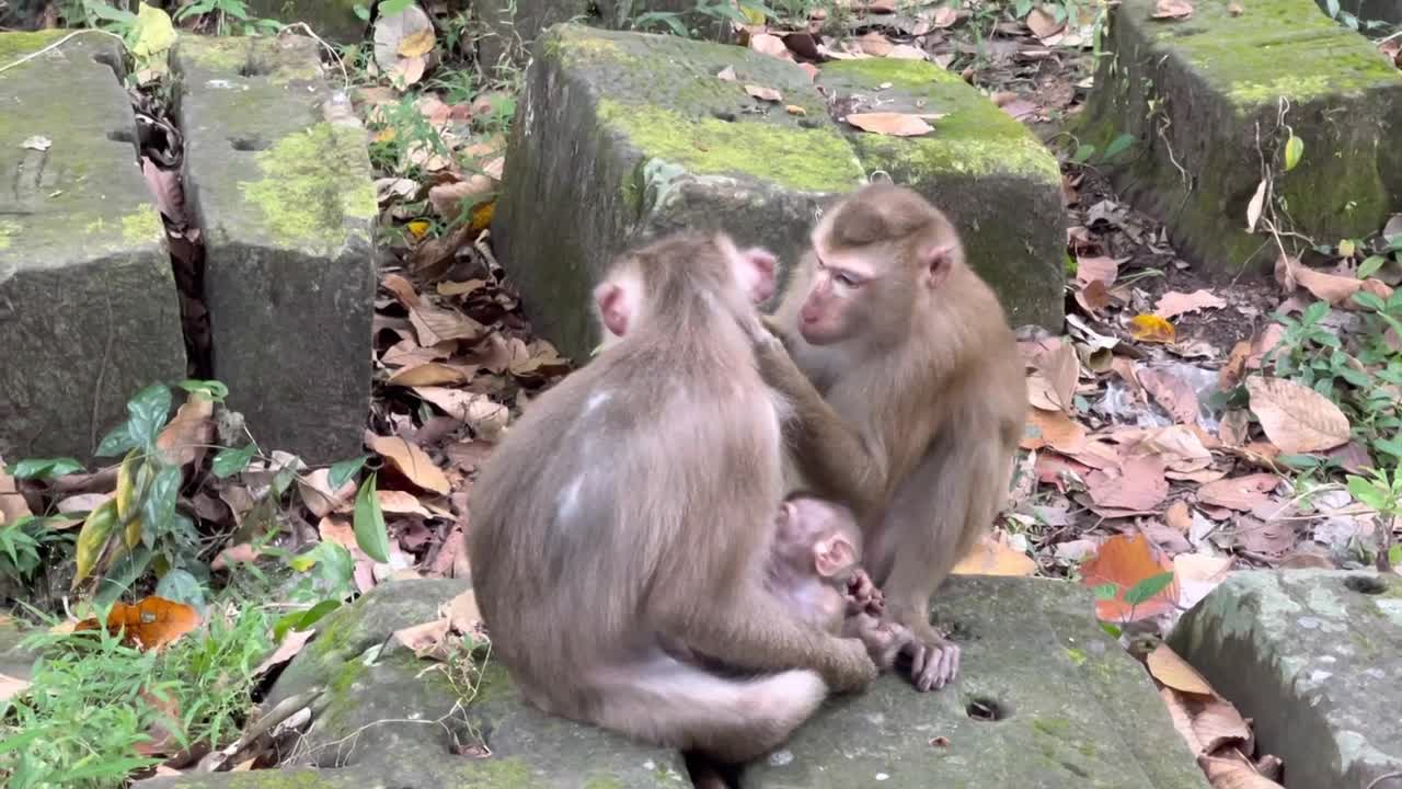 Puppies monkey borne.