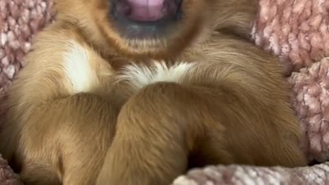 Funny Cute Dog Video 🐕