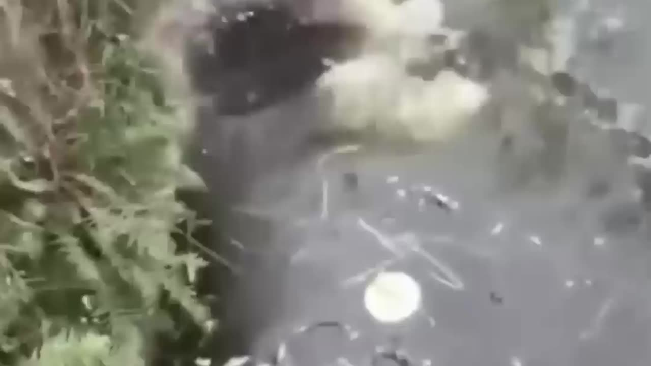Ha ha dog funny moment 🤣