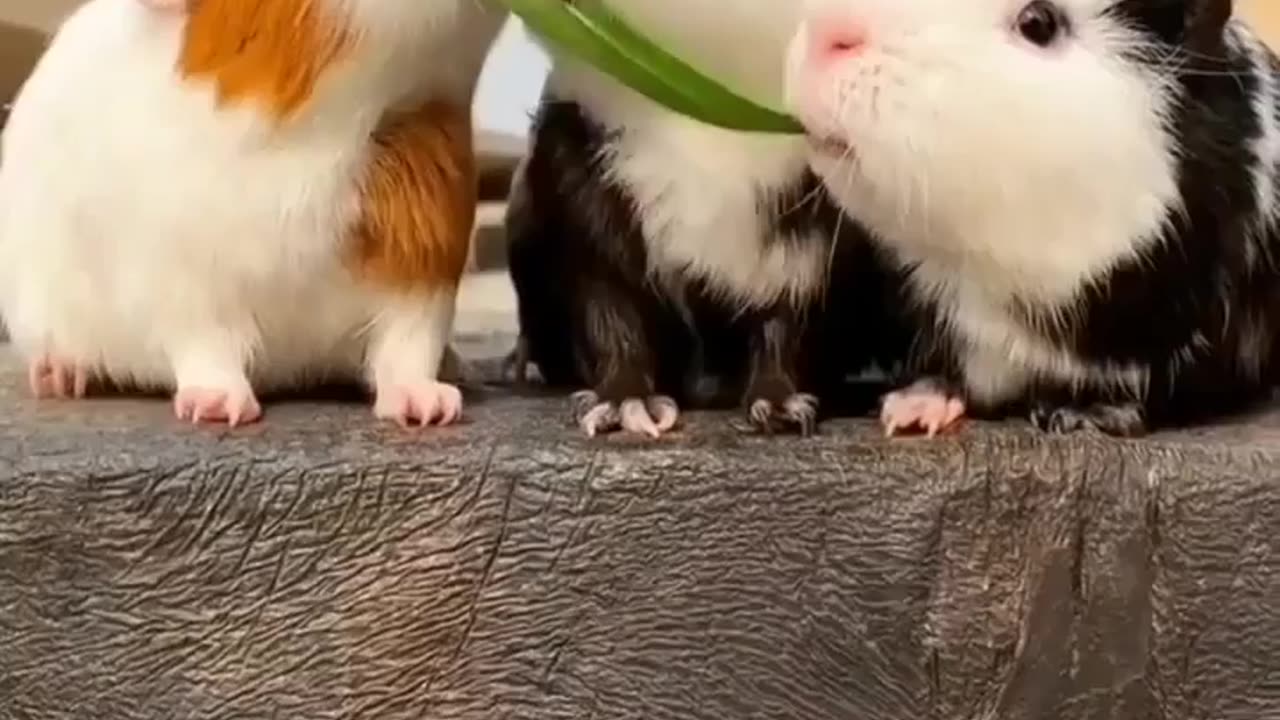 Guinea pig cute video