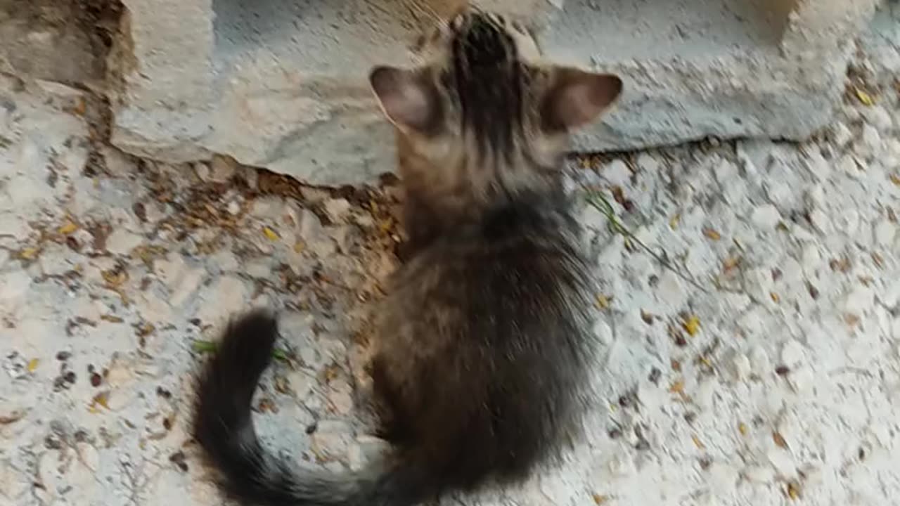 Dog and cat big fight. O my God