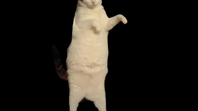 The Kitty Cat Dance