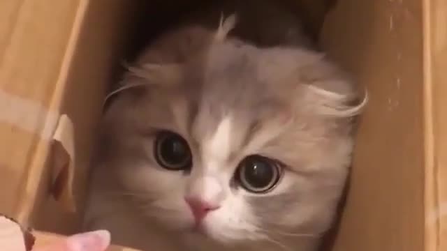 The cat hiding in the box It's so strange