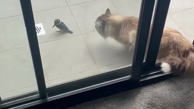 Furry Colourful Cat Creeps Patiently Behind A Bird And Fails Its Strike