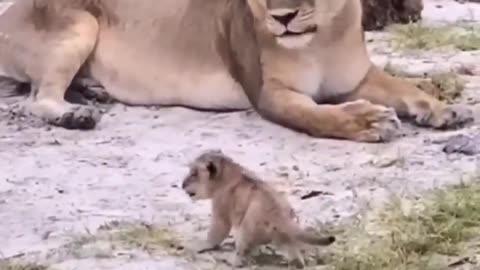 Baby Lion attitude