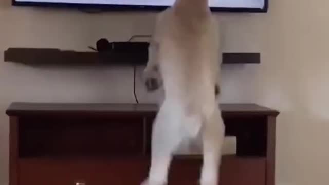 Animals never fail to make us laugh Super funny animal compilation