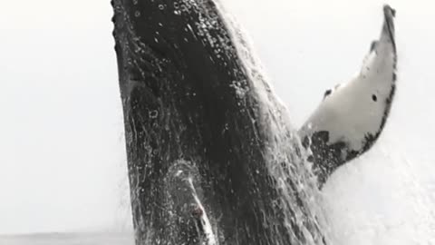 The Big Fish
