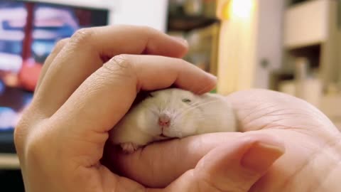 Pet pet hamster