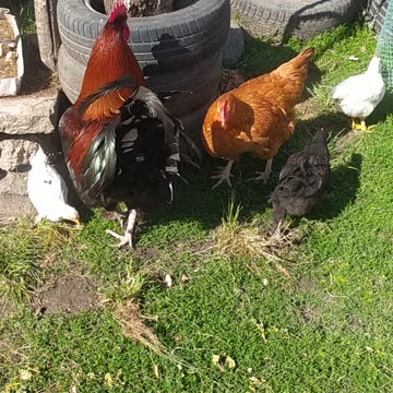 Goldi, Sapphire and chicken children 🤩🐤🐔🤍🤍