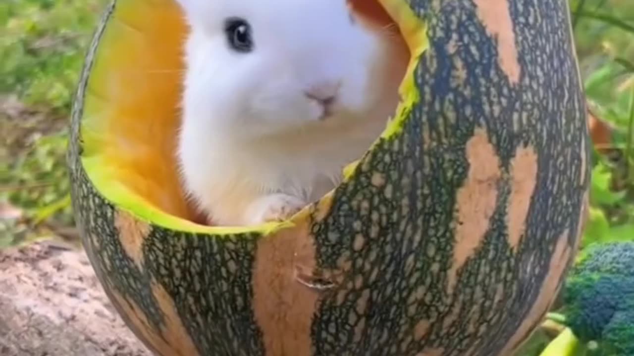 Cute animals videos