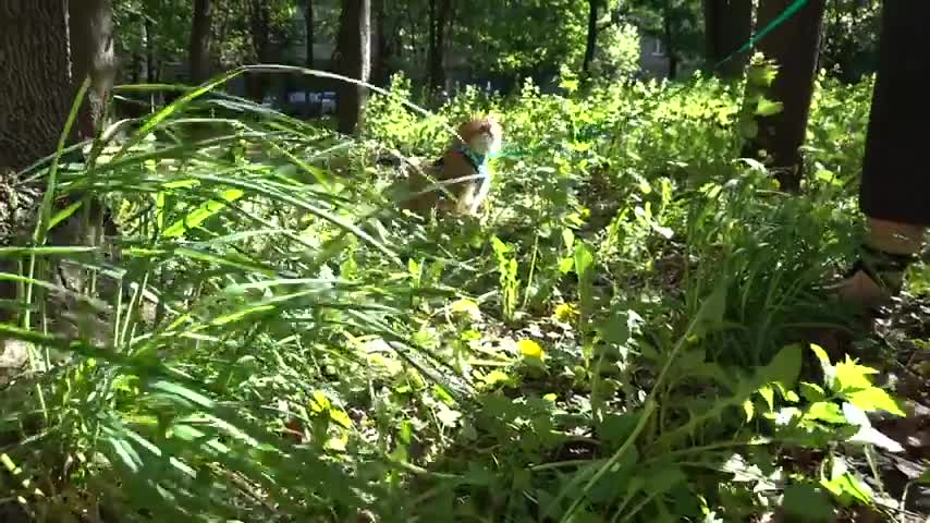 Hosico hid in the grass