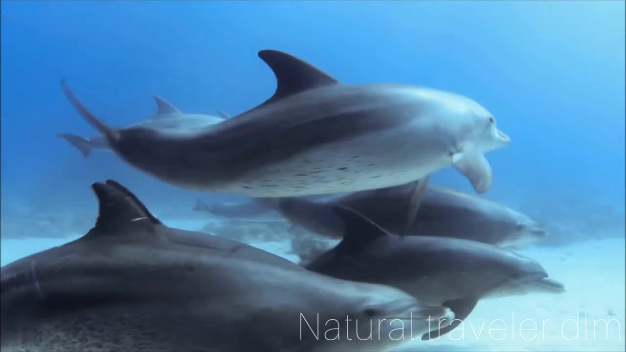 Under water sea life 4k HD