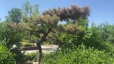 Strange trees surrounded by evergreens