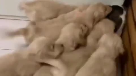 funny moment 😅❤️ cat & dogs #trending #shorts #shortsfeed #catanddog