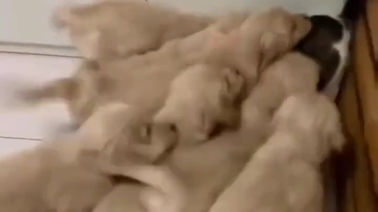 funny moment 😅❤️ cat & dogs #trending #shorts #shortsfeed #catanddog