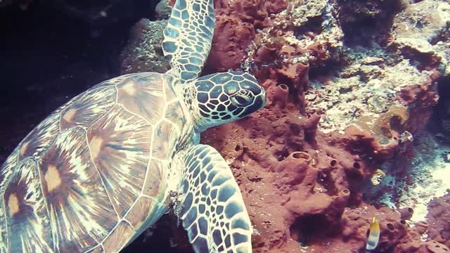 tracking A Turtle Swimming Under The Sea Floor