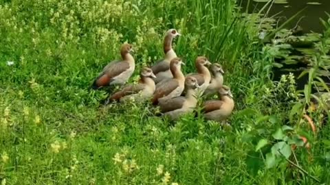 Relaxing Music | Sleeping, Meditation, Stress Relief | [6007] ⭐️