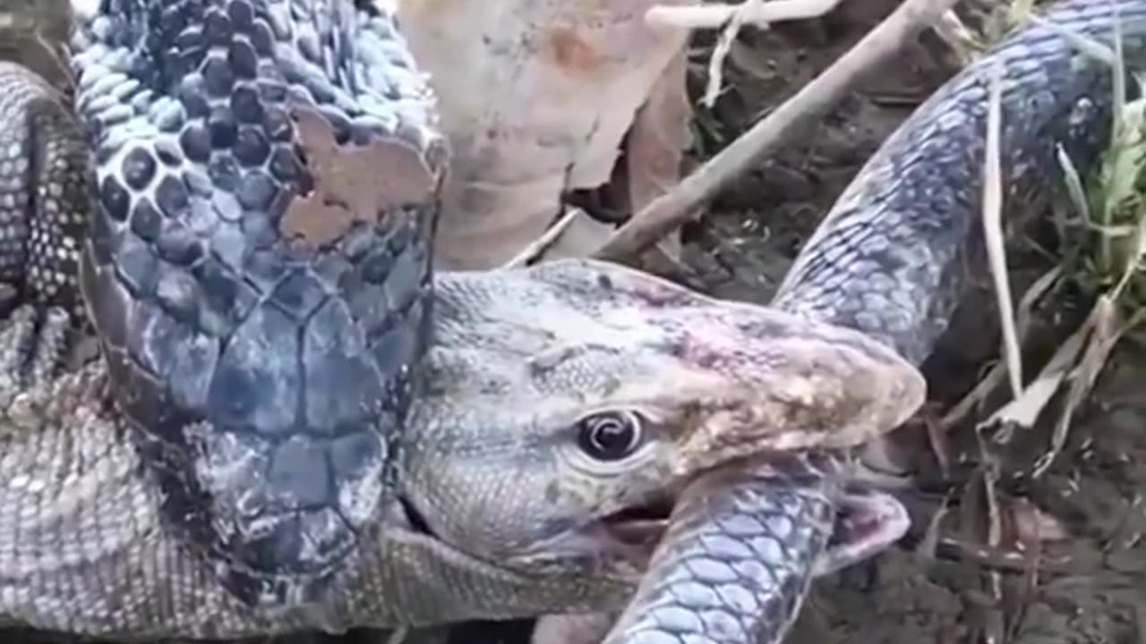 The Komodo Vs Cobra, Whos Win?