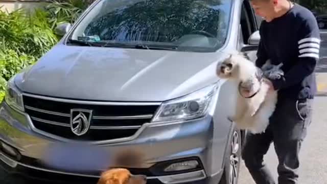 The dog went to work and picked up a beautiful woman