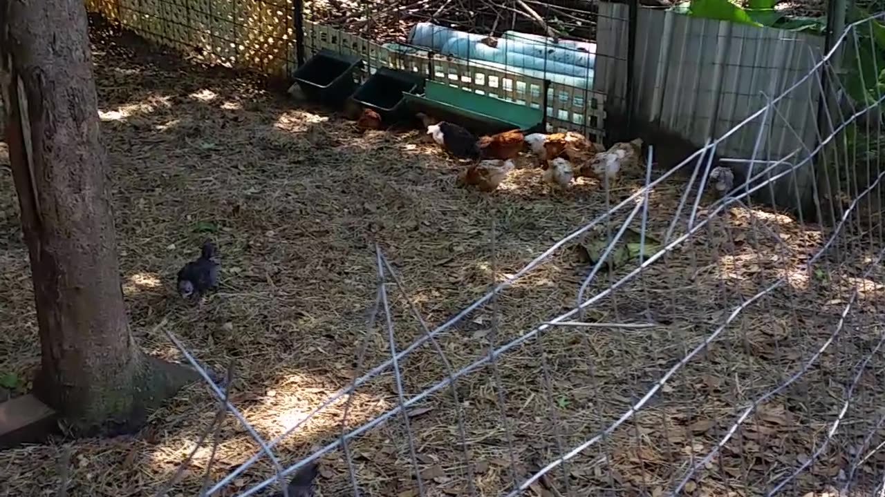 Time To Let The Peepers Out 4-4-23