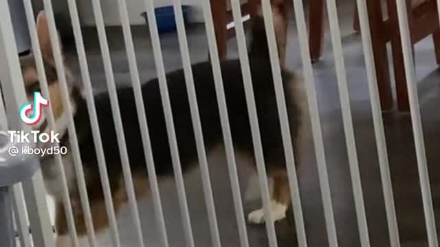 Dog dancing, begging to go out.