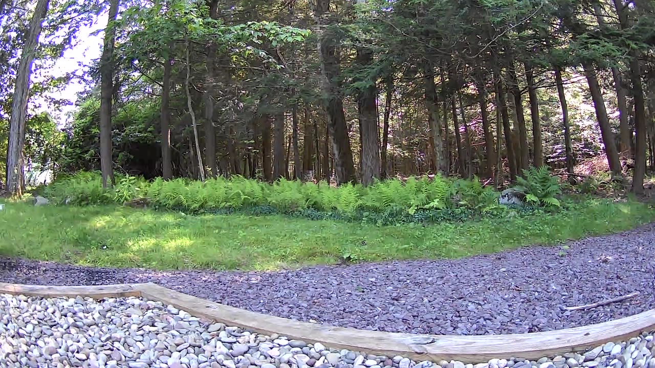 Cannn_____u________spot_______the______trees and trees