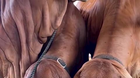 Animal meeting video