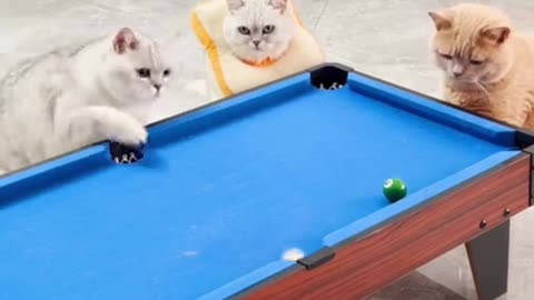 Funny Cat Video