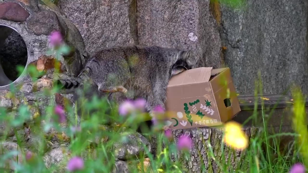 🐈🍯Любимец столичного зоопарка манул Тимофей. Медовые глаза, осторожность