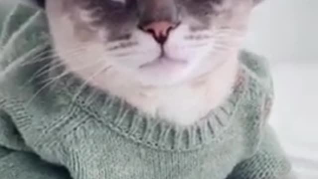 OMG So Cute Cats ♥ Best Funny Cat Videos