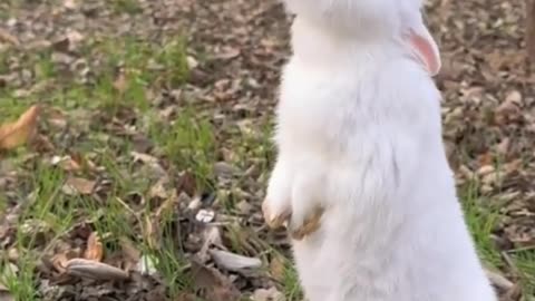 Cute Rabbit eating fruit