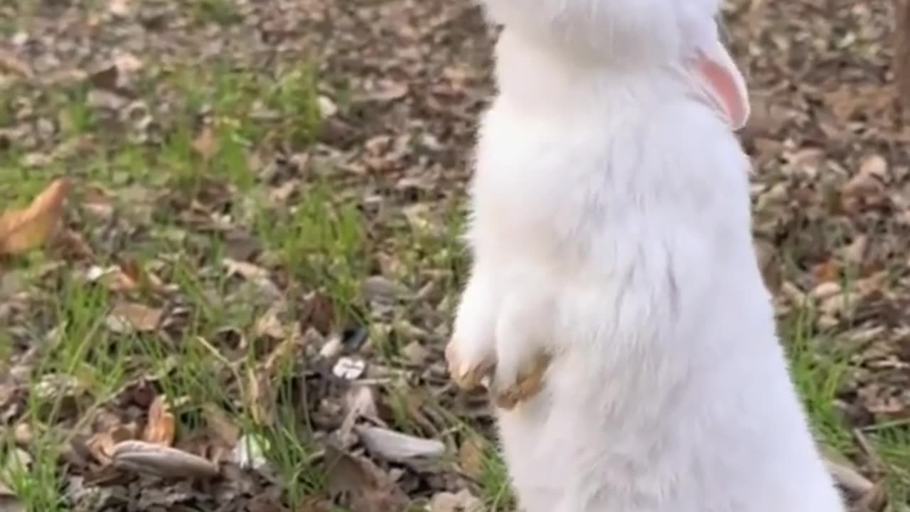 Cute Rabbit eating fruit