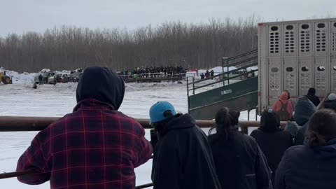 Tribes Welcome the Buffalo Back to the Reserve