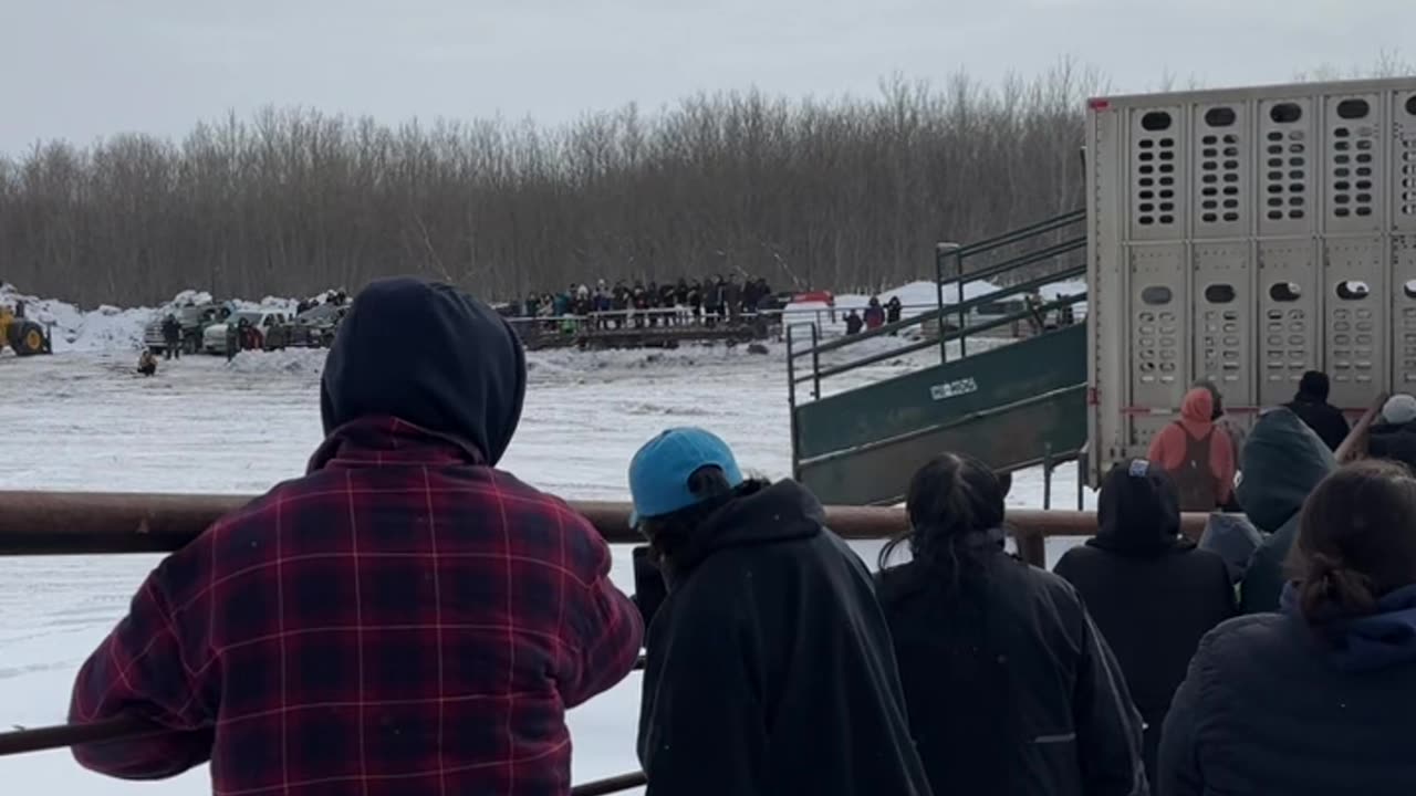 Tribes Welcome the Buffalo Back to the Reserve