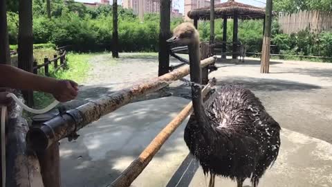 An ostrich