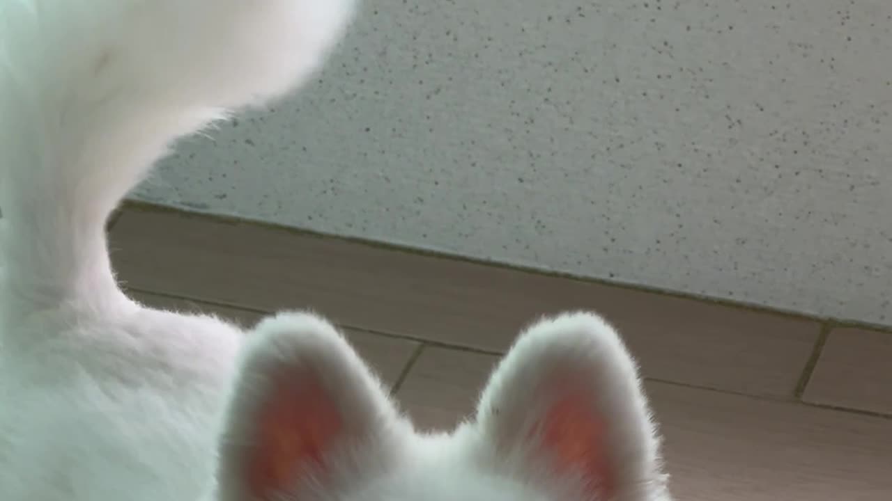 You just came back from a walk?